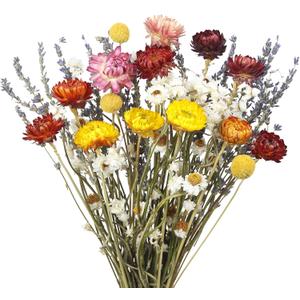 Dried Daisy Flowers Bouquet Natural Lavender Bundles Dried Gerber Daisies Craspedia Flowers Dried Daisies Multicolor Floral Arrangements for Wedding Party Table Centerpiece Decor Farmhouse DIY