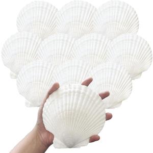 10PCS 4-5 inch Large Sea Shells White Scallop Shells for Crafts Baking Cooking Serving Food, Natural Seashells for DIY Crafts Seashell Beach Decorations for Ocean Themed Parties and Home Decor