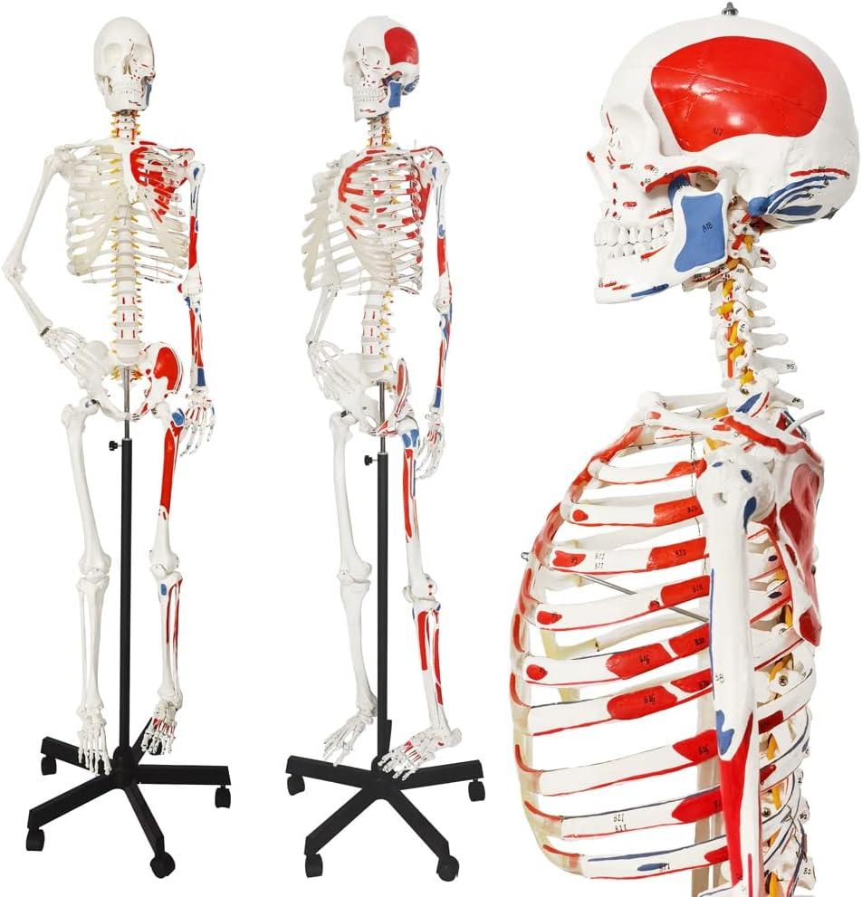 2025 New Human Skeleton Model, Medical Anatomical Life Size Skeleton Replica with Spinal Nerves, Muscle Insertion and Origin Points,Includes Rolling Stand,for Doctors, Students