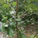 Fruit Tree Branch Puller 50pcs, Fruit Tree Branch Limb Spreader Fruit Tree Branch Garden Bonsai Puller Tying Machine Plants Branch Bending Tools (M5.1IN)