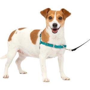 PetSafe Easy Walk Harness for Dogs - Pull-Free Walks - Patented Martingale Loop Design - Front Chest Leash Attachment - Comfort Straps - Breathable Harness Design - Small, Teal/Gray