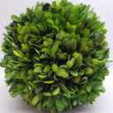 Preserved Boxwood Ball 8 inch
