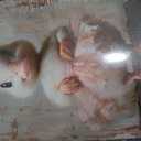 UZWGG 1pcs Framed Pink Ballet Skirt White Duck Canvas Wall Art Cute Duck Picture Wall Decor Funny Animals Poster Print for Kids Room Nursery Artwork Home Decor Wrapped Canvas 16x24inch(40x60cm)