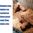 Hamiledyi Rabbit Grass Mat Bunny Natural Straw Woven Bed Small Animal Cages Hay Mat Sleeping Chewing Nesting and Toys for Guinea Pig Chinchilla Squirrel Hamster Cat Dog (18pcs Rabbit Grass Mat)