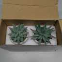 Der Rose Set of 2 Succulents Plants Artificial Fake Cactus Plants for Living Room Bathroom Bedroom Aesthetic Home Shelf Decor