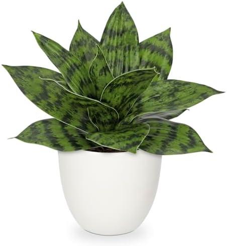 Hollyone Artificial Snake Plants 9" Faux Agave Succulent Plant Potted in White Pot Fake Sansevieria Aloe Tropical Plant for Desk Modern Office Home Bathroom Indoor Outdoor Decor