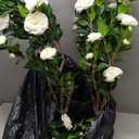 3.4ft Artificial Camellia Tree | White Flowers & Green Leaves | Indoor Outdoor Decor, No Maintenance (2 Pack - White)