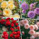 4 x 305+ Climbing Rose Rosa Seeds for Planting Outdoors-Strong Fragrant Rose Plant for Trellis and Archways Low Maintenance (EXP 05/09/29)