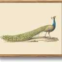 crmotu Peacock Framed Wall Art, Still Life Canvas Painting, Animal Bird Vintage Art Prints, Retro Neutral Pictures Wall Decor Living Room Bedroom, Rustic Farmhouse Bathroom Decor, 12x16 inch (16L" x 12W")