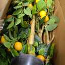 Jexine 2 Pack Artificial Lemon Tree 5 ft Tall Fake Plant Pre Potted Faux Lemon Tree Realistic Fruits for Indoor Home Decor Office Living Room