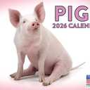 Pig Calendar 2026 Monthly Wall Calender 12 Month | American Made In The USA