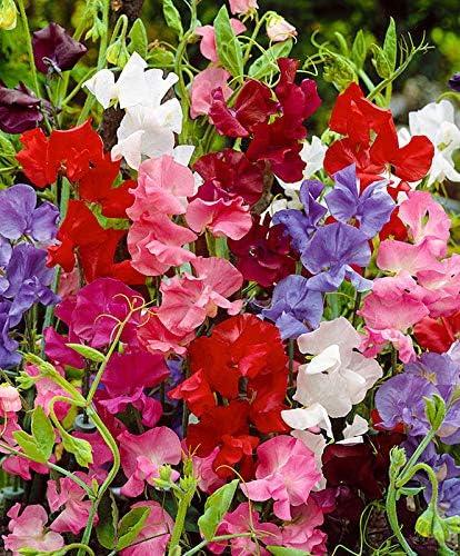 9 x 20+ Seeds Fragrant Sweet Pea Mix - Flower Multicolor