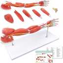 NEW HORIZON Human Arm Anatomical Muscle Model Anatomy Arm Model, Upper Limb Muscle Model Shoulder Anatomy Model Muscular Hand Model  7 Pieces, Life Size, Includes Base