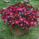 24 Bundles Artificial Daisy Flowers for Outdoor - Fake Mums Faux UV Resistant Daisies Plants Florals for Home Garden Patio Front Porch Outside Decorations - Maroon