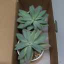 Hopewood Artificial Succulents Plant, Faux Agave Succulent Plant in Ceramic Pots with Bamboo Tray, Fake Potted Plants for Office Desk Living Room Decor(Set of 2)