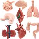 8 Pcs Human Body Structure Model for Kids, Mini Body Parts Sets, Anatomy and Physiology Study Tools, Realistic Body Parts for Students Sciences Class Learn