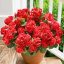 Artificial Geraniums Fake Flowers for Outdoors Decoration, 6 Bundles Silk Geraniums Red Flower UV Resistant Look Real Faux Plants for Front Door Garden Porch Planter Patio Balcony Yard Indoor Home