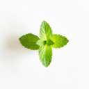 Essential Oxygen Certified BR Organic Brushing Rinse, All Natural Mouthwash for Whiter Teeth, Fresher Breath, and Happier Gums, Alcohol-Free Oral Care, Peppermint, 32 Ounce (32 Fl Oz (Pack of 1))