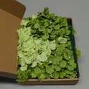 Hydrangea Artificial Flowers, 20 Pcs Green Hydrangea Artificial Flowers Bulk, Faux Hydrangea Flowers for Outdoor, Fake Silk Hydrangea Flowers with Stems for Wedding Decoration Decor