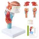 Human Laryngeal Anatomy Model, Including Tongue, Teeth, Thyroid and Laryngeal Structure Research Models, Suitable for Medical Education, Training and Research