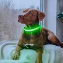 Flashseen LED Dog Collar, Light Up Dog Collar USB Rechargeable, Brightest Dog Lights for Night Walking, Adjustable Dog Collar Light for Dog Safety (Green, Medium)