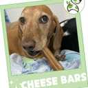 Nature Gnaws Bacon Cheese Bar Chews for Dogs (4 Count)  Hard Long Lasting for Aggressive Chewers - Rawhide Free Dog Chew Bones - Yak Alternative