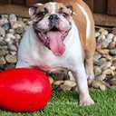 Jolly Pets Jolly Egg Dog Toy, 12 Inches/Large, Red