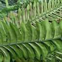 2PCS 45in Fake Ferns- Large Artificial Plants Outdoor, UV Resistant Artificial Ferns for Outdoors, 60 Branches Faux Boston Fern Realistic Weatherproof Fake Plants for Porch Home Patio Hanging Decor