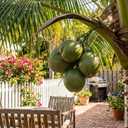 Novabright Fake Coconut, 1 Bunch Artificial Coconuts for Decoration, Lifelike Tropical Fake Green Coconuts Prop Artificial Fruit for Home Decoration Display Photo Prop(Five Coconut)