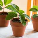 Premium Plant Propagation Potting Mix by Gardenera: Pre-Mixed and Ready to Use for Convenient Propagation - 2 Quart