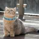 Leather Cat Collars with Bell and Safety Elastic Belt Moon and Stars Stud Adjustable for Cats and Kitten Girl boy Size 7.5-10 Inch (Light Blue)