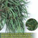 17'' Real Dried Seeded Eucalyptus Stems for Shower, Preserved Natural Eucalyptus Leaves with Seeds, Preserved Greenery Branches for Arrangement, Wedding, Office, Farmhouse, Home Decor(5oz)