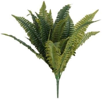 Boston Fern Bush Fern Collection by Ashland Boston Fern Bush Fern Collection by Ashland