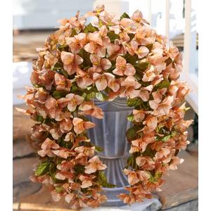 HyeFlora Bougainvillea Artificial Hanging Flowers Plants for Outdoors Winter Decoration, 2pcs Faux Bougainvillea Vines Brown Fake Flowers Realistic UV Resistant Silk Flowers for Outside Planter Yard