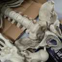 Haunted Hill Farm Life-Size Scary Skeleton Prop, Poseable, Battery-Operated Indoor or Covered Outdoor Halloween Decoration