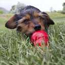 KONG - Easy Treat - Dog Treat Paste - Peanut Butter - 8 Ounce (EXP 06/17/27)