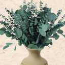 32 Pcs Large Dried Eucalyptus & Silver Dollar Leaves Bundle - 100% Natural Real Fresh Plants, 17" Preserved Eucalyptus Stems for Shower Hanging, Bathroom Decor, Garland, Greenery Plant (32)