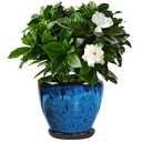 Xoogifae Ceramic Plant Pots with Saucer,8 inch Glaze Planters for Indoor Plants with Drainage Holes, Decorative Flower Pots Outdoor, Modern Orchid Pots for Home Room Decor