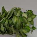 Giegxin 6 Pcs 31.5 Inch Artificial Eucalyptus Greenery Stems Faux Leaves Branches Fake Plants Spray for Wedding Centerpieces Vase Filler Home Kitchen Farmhouse Spring Decor Office Party Decoration