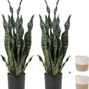 DILATATA 2 Set Large Fake Snake Plant Black Coral 25 Inch Sansevieria Plant Artificial Snake Plants in Pots with Woven Basket Faux Mother in Law Tongue Plant - Indoor Outdoor Decor