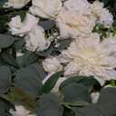 Muhanjia Artificial Arch Flowers Kit(Pack of 4), 2Pcs Artificial Flower Arch Decor, 2Pcs Drapes, Ceremony and Reception Background Rose Decoration, White Champagne Floral Party and Outdoor Decor