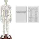 1/3 Life Size Human Acupuncture Model, 21'' Human Acupuncture Point Mannequin with Acupuncture Point Location Instructions Used for Needle Insertion Practice