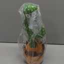 Emoin Talking Cactus Toy, Interactive Toys Dancing Cactus Toy Mimicking Repeating What You Say, Toddler Infant Baby Toys Gifts for 6 7 8 9 10 Month Old Baby Toys for 1 2 3 Year Old Boy Girl