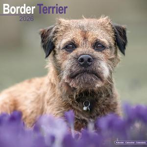 Border Terrier 2026 Calendar | Square Wall Calendar | Dog Breed Gift | Plastic Free Packaging | by Avonside Publishing