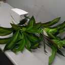 3ft Dracaena Artificial Plant - 36" H x 26" W x 26" D, Real Touch Leaves in White Planter, Ideal for Tight Spaces, Low Maintenance