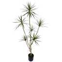 AfanD Artificial Dracaena marginata,5ft Tall Fake Plants Artificial Dracaena marginata Plants for Indoor, Fake Trees for Office Home Living Room Floor Patio Greening Porch Decor