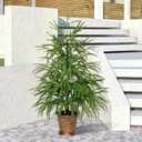 XmasExp 3ft Norfolk Pine Tree Artificial Faux Potted Real Touch Christmas Tree for Front Porch Indoor Outdoor Decor (Green)