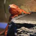 X-Large Bearded Dragon Basking Platform, Lizard, Snake or Reptile Hide with Heat Storage Slate Stone, 13x12x5 Inch Oversized Gecko Hide Cave