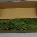 Fovths 6 Pieces Christmas Norfolk Pine Branch 18 Inch Norfolk Pine Stems Artificial Norfolk Christmas Greenery Plants DIY Crafts Faux Pine Branches for Xmas Home Decor Garland Wreath Craft