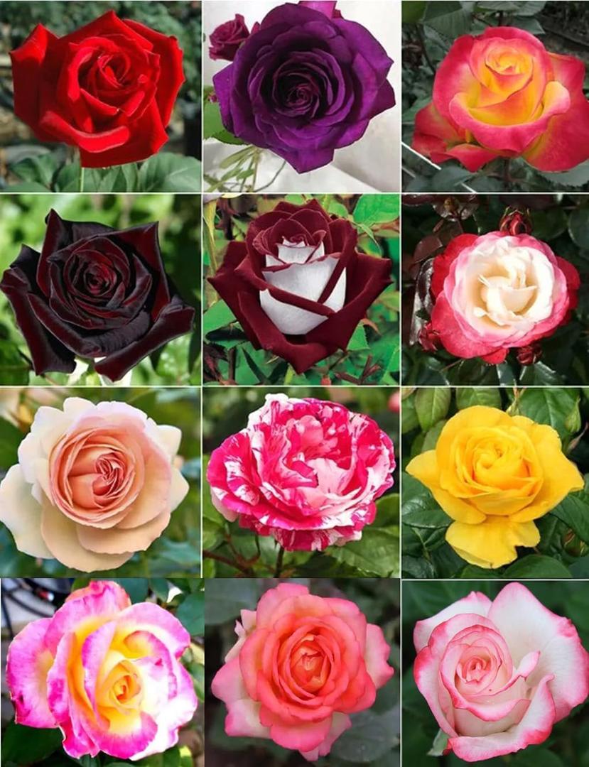 100 PCS Dark Rose Mixed Color Rose Seeds Rare Garden Flower Seeds Heirloom